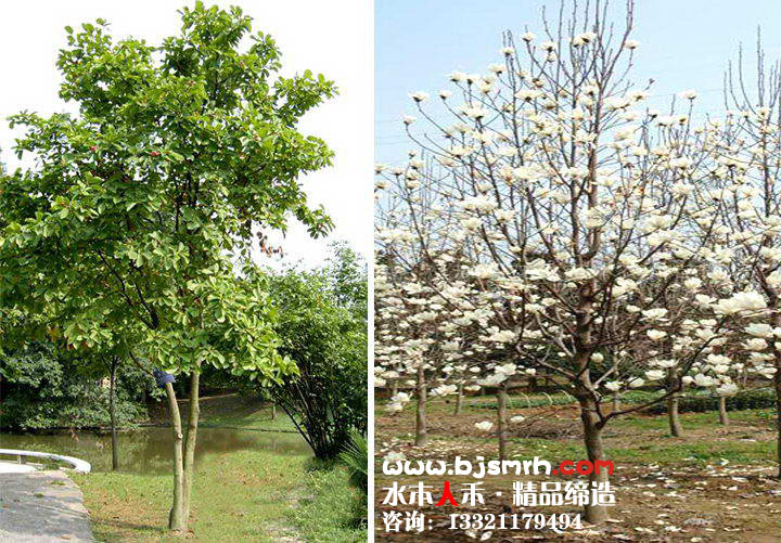 著名的花木,北方早春重要的观花树木,上海市市花,有2500年左右的